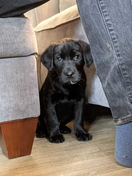 Puppy Survival Thread - December