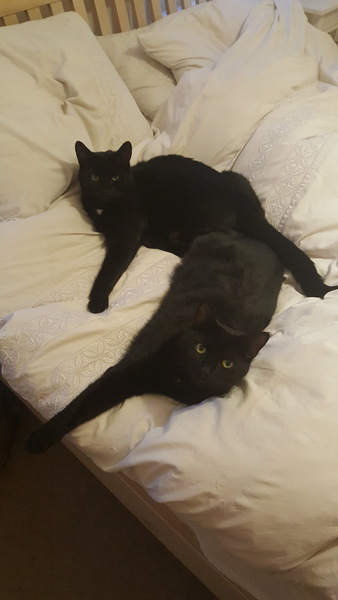 Gratuitous cat pictures please