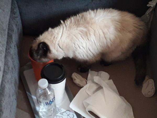 Drinking water