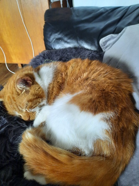HELP!! Being held to ransom by a stray cat