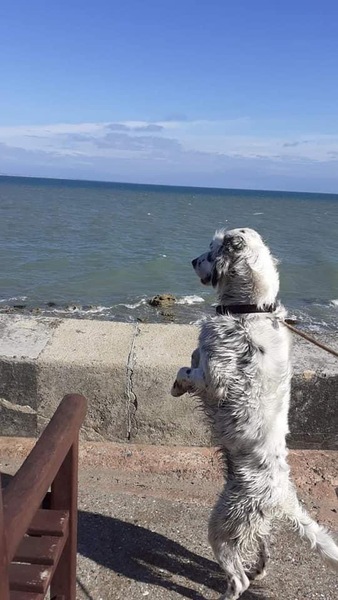 Does anyone own rare native breed dog?