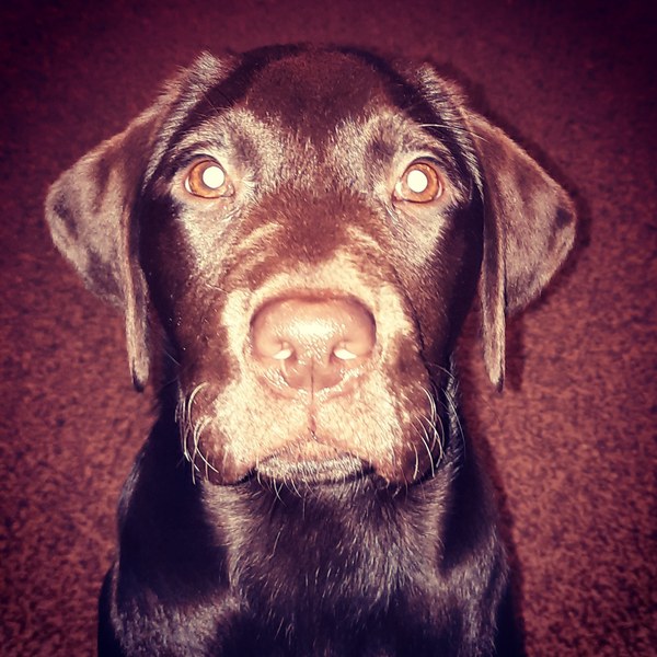 Names for a Labrador Puppy