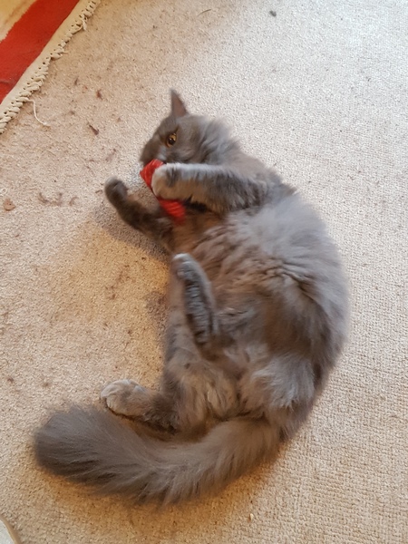 Gratuitous cat pictures please