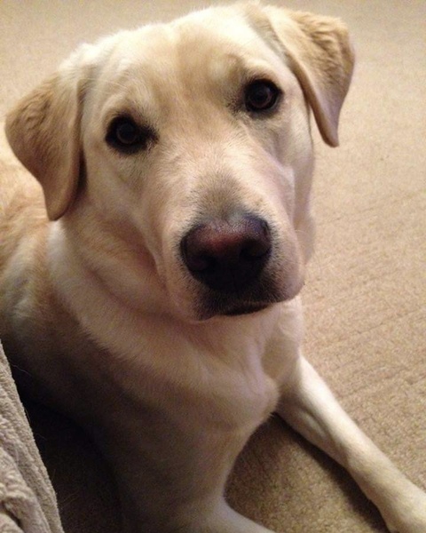 Labradors and their fascination with food
