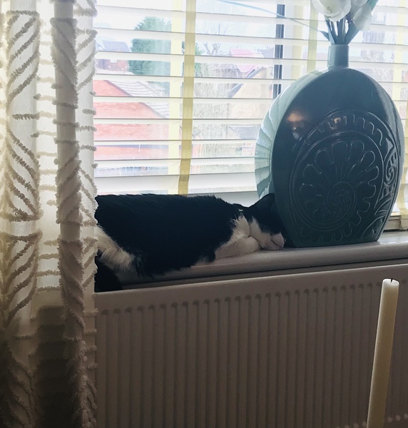 How much do you feed your cat?