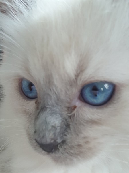 New kitten: is this eye gunk normal?