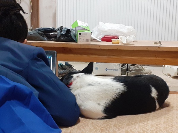To think that "rescuing" an imported dog is a bad idea?