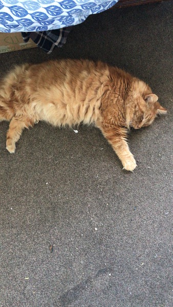 Cat chat thread we've lost count