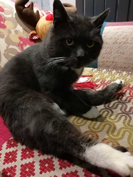 'Not our cat' has moved in!