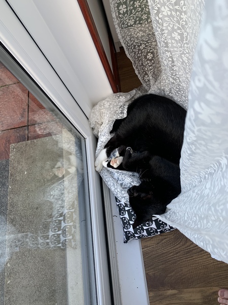 Gratuitous cat pictures please