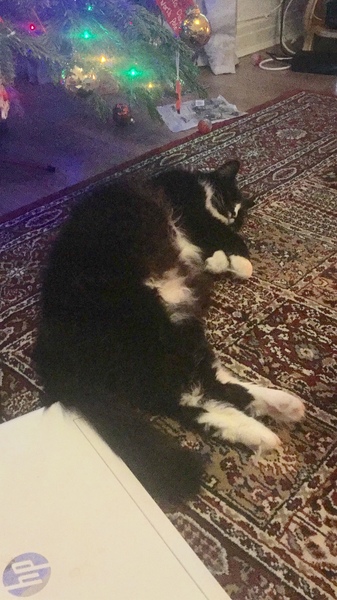 Cat Christmas fatigue