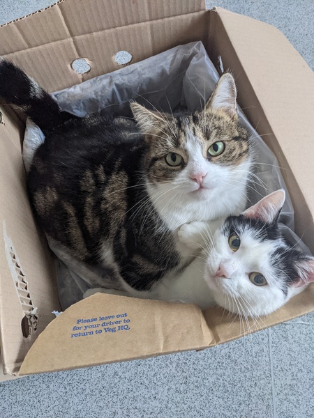 Getting stressed at work. Please send pictures of your dogs and kitties to cheer me up!