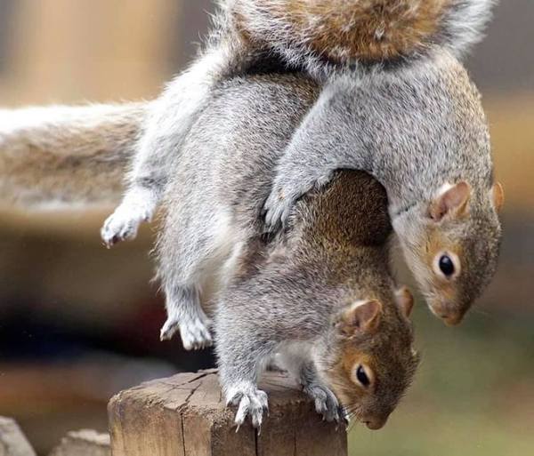 Bloody squirrels
