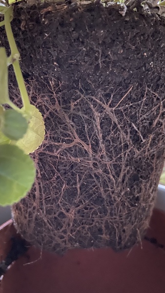 Can I fix this plant?