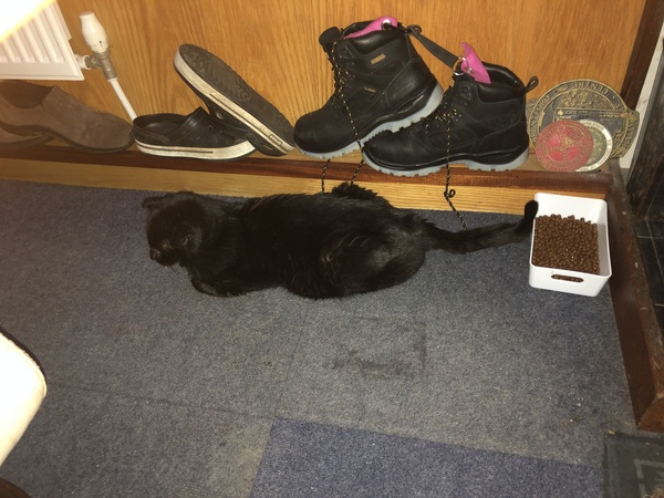 Feral in from the cold.