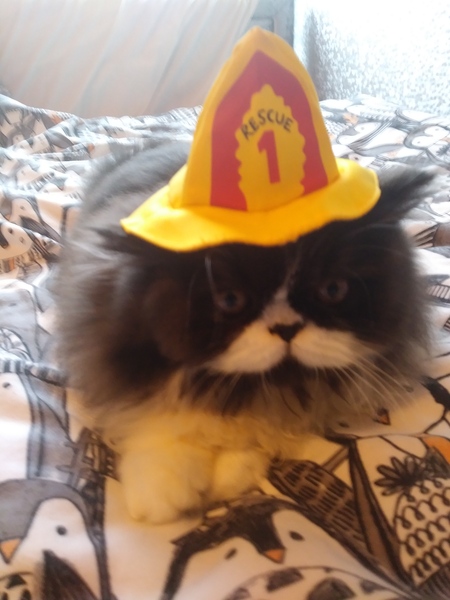Gratuitous cat pictures please