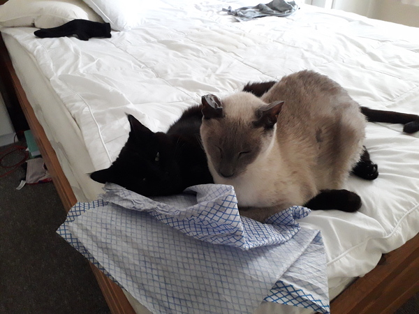 Single but not looking? Share the highs & lows