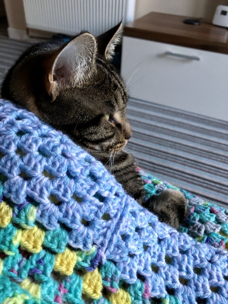 Cat chat thread we've lost count