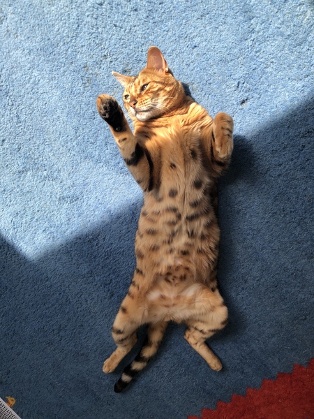 Gratuitous cat pictures please