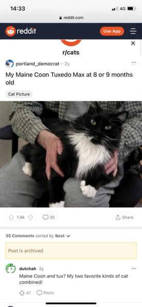 Breed experts - can you help identify this breed/s?