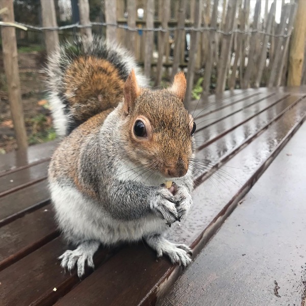 Bloody squirrels
