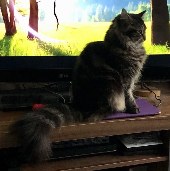 Cat chat thread we've lost count