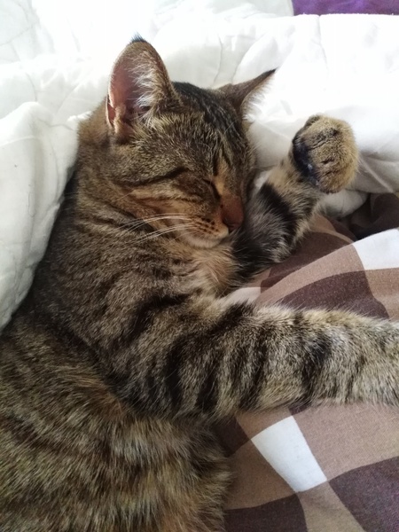 My cats are bone idle
