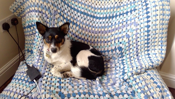 How much do you love your dog, I'm not sure my feelings are normal!!