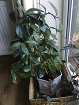 house plant
