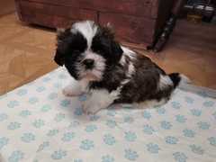 New pup, name idea please (pic included)