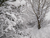Sledging down street