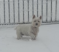 Getting stressed at work. Please send pictures of your dogs and kitties to cheer me up!