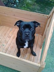 Could you talk to me about your staffies and children?