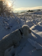Dogs needing less exercise