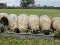 Are you doing veganuary, and if so, why?