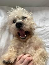 Does anyone own rare native breed dog?