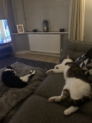 Resident cat showing aggression to a new kitten..