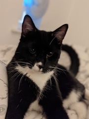 Getting stressed at work. Please send pictures of your dogs and kitties to cheer me up!