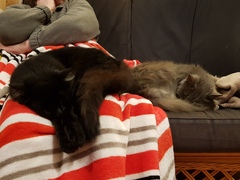 What's your DCat up to today? (Thread 8)
