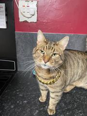 Thug cat part 3.  Unbidden guests are often welcomest when they are gone.