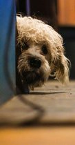 Does anyone own rare native breed dog?