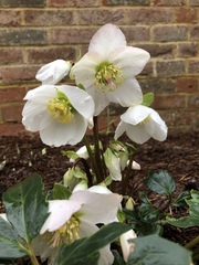 What's looking good in your garden this month?