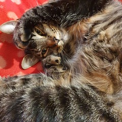 Gratuitous cat pictures please