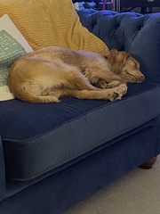 Dogs on the Sofa