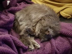 My cats are bone idle