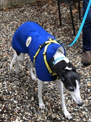 Sighthound Coat