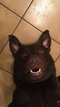 Getting stressed at work. Please send pictures of your dogs and kitties to cheer me up!