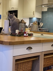 Gratuitous cat pictures please