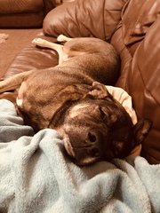Dogs on the Sofa