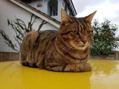Thug cat part 3.  Unbidden guests are often welcomest when they are gone.